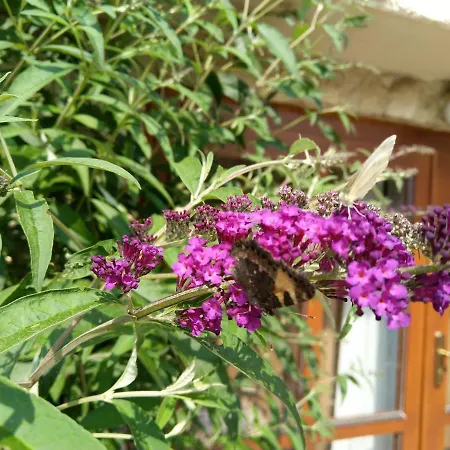 Sharka -sarka Justrova アパート